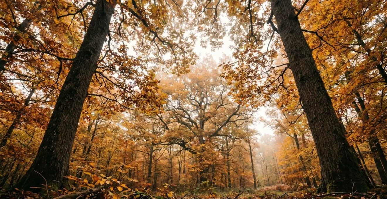 Forêt française en automne avec palette de couleurs chaudes et lumière douce filtrant à travers le feuillage